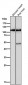 Anti-Hexokinase 1 HK1 Rabbit Monoclonal Antibody